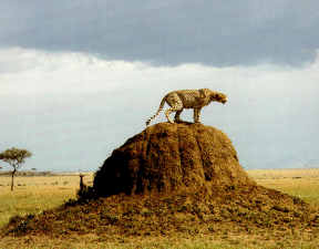 Guépard scrutant l'horizon depuis une termitière.