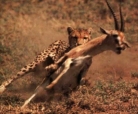 Rapide comme l'clair, le guépard l'emporte  la course.